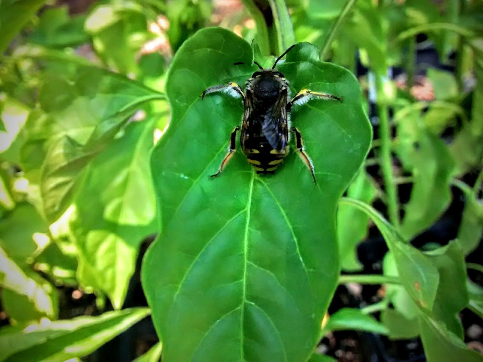 leaf cutter bee.jpg